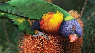 Calls of the Rainbow Lorikeet [upl. by Odnala]