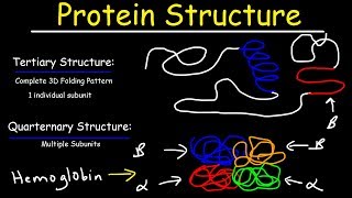 Protein Structure  Primary Secondary Tertiary amp Quarternary  Biology [upl. by Sherilyn]