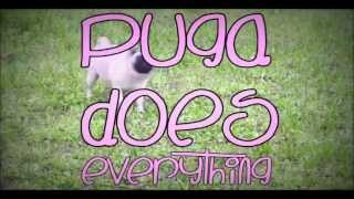 PUGA SAYS PUGA DOES EVERYTHING [upl. by Anomas]