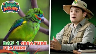 Fascinating Fig Parrot Creature Feature Day 1  The Great Jungle Journey VBS [upl. by Erbma]