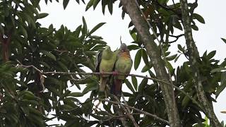 Pinknecked Greenpigeon Cloacal kiss and after [upl. by Aissyla]