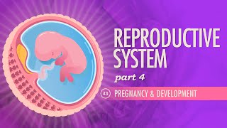 Reproductive System Part 4  Pregnancy amp Development Crash Course Anatomy amp Physiology 43 [upl. by Refinnaj]