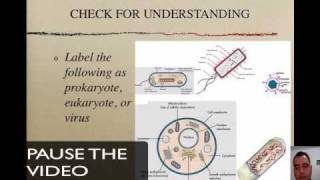 Prokaryotes Eukaryotes and Viruses [upl. by Rothwell]