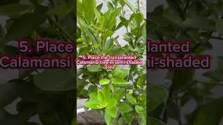 Secret to a successful calamansi propagation gardening [upl. by Eelarbed]