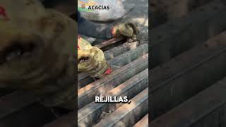 Acacías es nuestro hogar seguimos recuperando su belleza [upl. by Nakhsa]