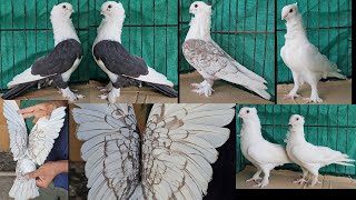 Full White Satinette Black Satinette Lace Satinette Fancy Pigeon Abdul Bhai Vasai Mumbai [upl. by Arramat]