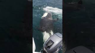 Curious Orca Pod Approach Fisherman’s Boat Off Tiritiri Matangi Island New Zealand [upl. by Odilia]