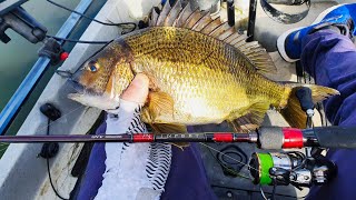 BREAM FISHING FOR BEGINNERS  Setup Tips amp Techniques [upl. by Anemolihp34]