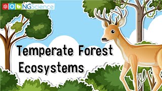 Temperate Forest Ecosystems [upl. by Menis]