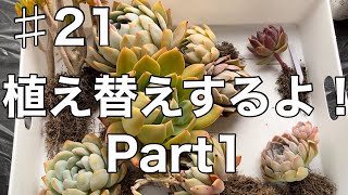 【多肉植物】♯21 植え替えするよ！Part1 [upl. by Aliahs65]