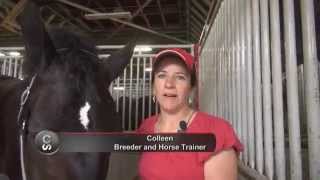 Horse breed 101  The Percheron [upl. by Isoais]