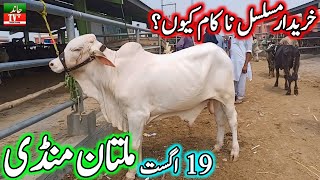 Multan Cow Mandi Fresh Latest Update Qurbani 2025  Gulabi Suraj Mukhi Nukre Bachre  Cow Mandi 2024 [upl. by Tohcnarf]