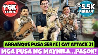 MGA PUSANG ALOK NGAYON NG ARRANQUE  MARCH 14 2024 [upl. by Alfy]