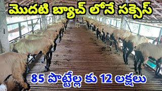 యువ రైతు 85 పొట్టేళ్ల పెంపకం మొదటి బ్యాచ్ లోనే 12 లక్షల ఆదాయం Sheep farming in Telugu ALIKHANKRK [upl. by Haroppizt]