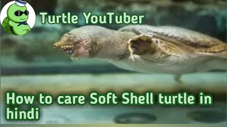 How to care soft shell turtle in hindi [upl. by Erasme]