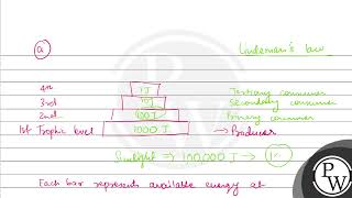 a With suitable examples explain the energy flow through different trophic levels What does [upl. by Denney238]