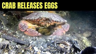 Red Rock Crab Releasing Eggs  Salish Sea Marine Wildlife [upl. by Docilu209]