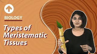 How to draw meristematic tissue  how to draw location of meristematic tissue in plant body [upl. by Atnauqal]