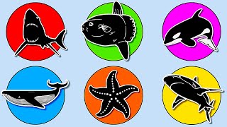 Sea Animals Ocean Sunfish Mola Starfish Megalodon Blue Whale Orca and Great White Shark MN038 [upl. by Bazluke647]