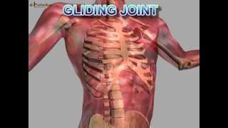 Science  Human Body Bones and Muscles  Part 2  Telugu [upl. by Eelek]