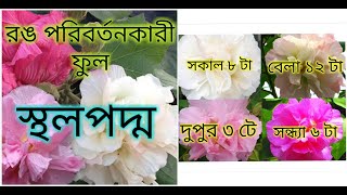 স্থলপদ্ম ফুলগাছের প্রতিস্থাপন এবং সম্পূর্ণ পরিচর্যা \ Confederate rose  Hibiscus Mutabilis  care [upl. by Brinson706]