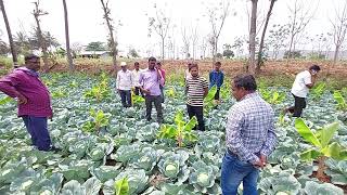 Ankur seeds Pvt Ltd Hy Cabbage MANAS [upl. by Simson]