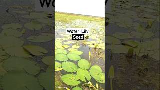 Water Lily Seed Collecting shorts ytshorts yt cooking water lily [upl. by Girard]