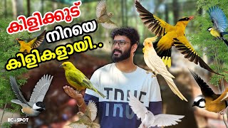 💥7000 രൂപയുടെ പുതിയ കിളികളെ വാങ്ങി  Our First Bulk Bird Purchase for the Aviary in 2024 [upl. by Charles]