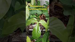 Philodendron Sanctamartinense relaxing amazinggarden nature love garden amazing plant enjoy [upl. by Demb]