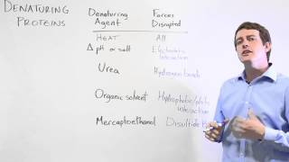 Denaturation of proteins [upl. by Jotham55]