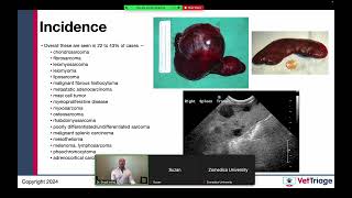 Zomedica sponsored webinar l Hemoperitoneum l Spleen l VetGuardian l July 17 2024 [upl. by Valentia]