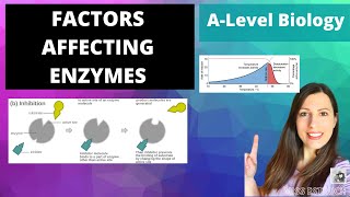 Factors Affecting Enzymes Temperature pH substrate amp Enzymes concentration and Inhibitors [upl. by Brock]