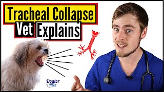 Tracheal Collapse In Dogs  How To Know If Your Dog Has A Collapsed Trachea  Dogtor Pete [upl. by Etac371]