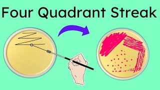 Four Quadrant streak method of isolation  Part 3 [upl. by Jaf]