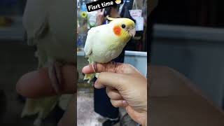 كوكتيلاليف عصافير عصفور animals calopsita cute birds [upl. by Phedra]