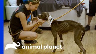 Most Emaciated Dog Tia Has Seen Makes Joyful Recovery  Pit Bulls amp Parolees [upl. by Al625]