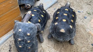 Redfoot Tortoise breeding kptortoises pets exoticpet â€‹â redfoottortoise [upl. by Xonk]