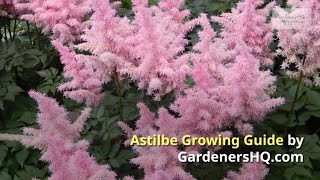 Astilbe Growing Guide by GardenersHQ [upl. by Eaner]