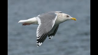 Identification of Vega Gull Adults  A North American Perspective [upl. by Niwde]