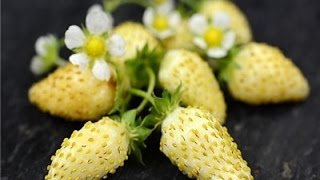 ⟹ White Soul Alpine Strawberry Fragaria vesca A NICE LITTLE WHITE STRAWBERRY [upl. by Travus]