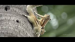 Indian Palm Squirrel Sounds Squirrel Voice in 4K [upl. by Lasko116]