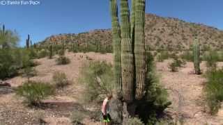 GIANT Saguaro Cactus [upl. by Grand]