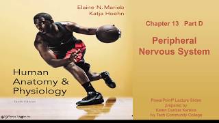 Anatomy and Physiology Chapter 13 Part D lecture Peripheral Nervous System [upl. by Enale]