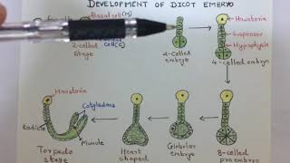 Development of dicot embryo [upl. by Ehsiom]