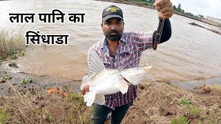 बहोत जोखीम से दोनो मछलि को निकालाwallago attu singhara fishingfishing technique [upl. by Plate]