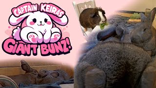 Giant Bunz  247 Flemish Giant Bunny Rabbit Stream by CaptainKeira [upl. by Hgielsa]