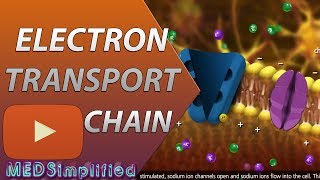 Electron Transport Chain ETC Made Easy [upl. by Cummine]