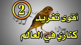 التغريد الأقوى في العالم للكناري chant magnifique de canaris [upl. by Bluma]