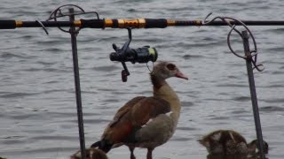 Egyptian Goose [upl. by Elisha545]