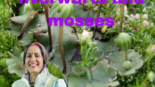 bryophytes liverworts and mossesclass 11th sub biology [upl. by Victory116]